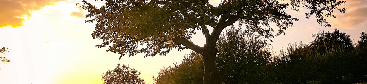 decorative image - tree with a bench