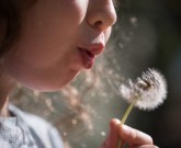 dandelion
